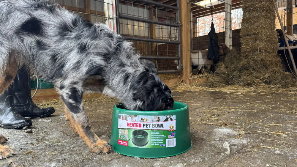 Farm Innovators Inc. Plastic Heated Pet Bowl