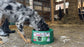 Farm Innovators Inc. Plastic Heated Pet Bowl