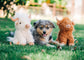 Multipet Highland Cow Dog Toy