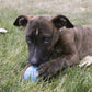 Kong Puppy Ball with Hole - Medium/ Large
