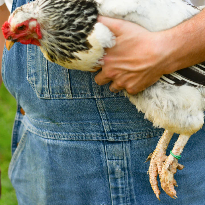 Happy Hen Spiral Leg Bands