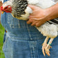 Happy Hen Spiral Leg Bands