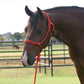 Professional's Choice Equisential Rope Halter