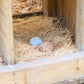 Happy Hen Excelsior Nesting Pads