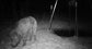 Stealth Cam DNVB Digital Night Vision Binocular