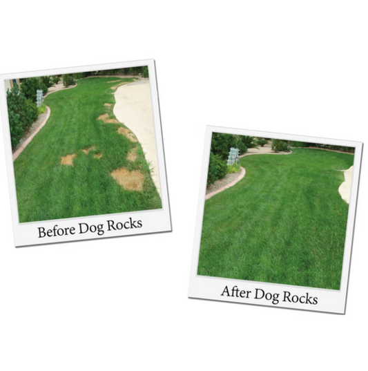 Dog Rocks Grass & Lawn Saver
