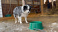 Farm Innovators Small Heated Pet Bowl