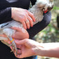 Happy Hen Spiral Leg Bands
