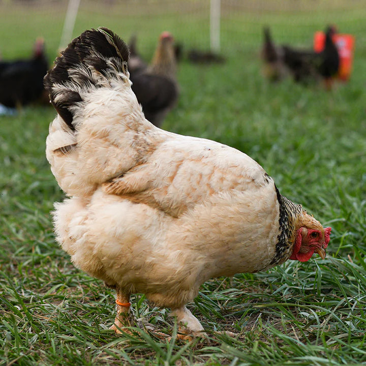 Happy Hen Spiral Leg Bands
