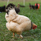 Happy Hen Spiral Leg Bands