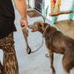 Burlebo Dog Leash in Gauge Camo