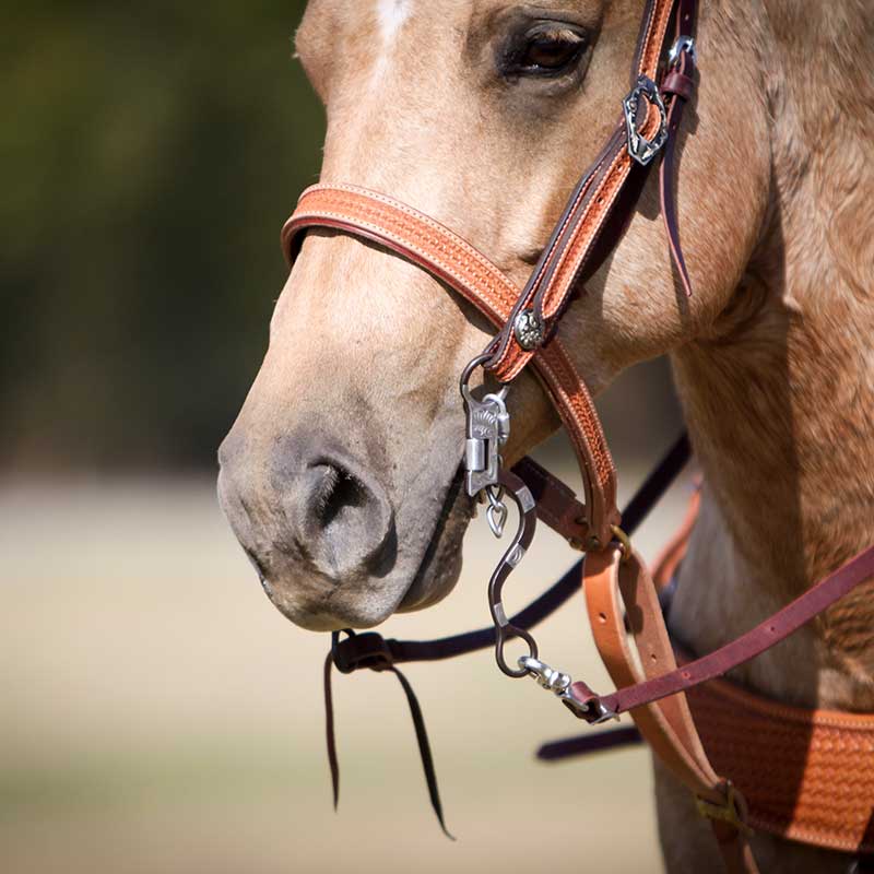 Cowboy Tack 1-1/4” Golden Leather Spider Stamp Noseband