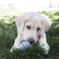 Kong Snacks Puppy