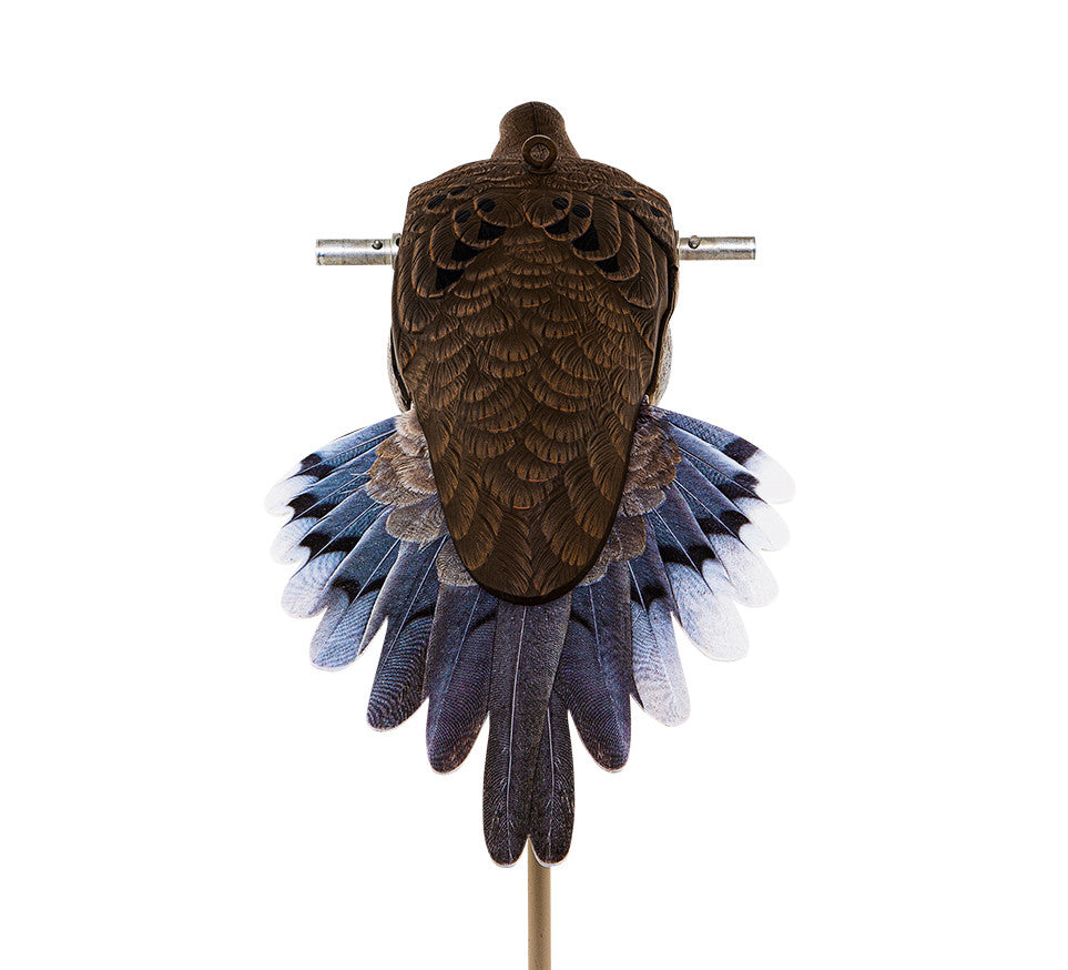Avian Powerflight Dove