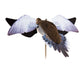 Avian Powerflight Dove