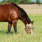 Cashel Econo Fly Mask