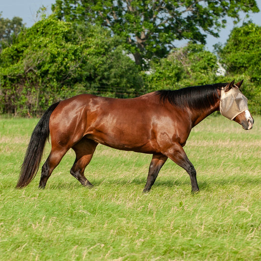 Cashel Econo Fly Mask