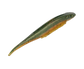Strike King Spotlight Shim-E Minnow