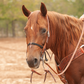 Martin Saddlery Nylon Double Rope Noseband