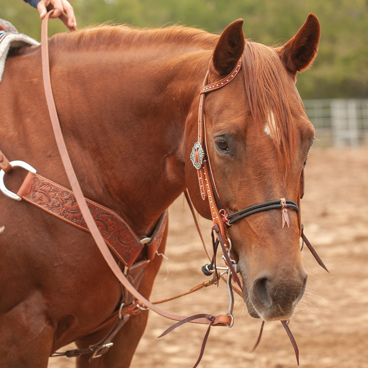 Martin Saddlery Nylon Double Rope Noseband