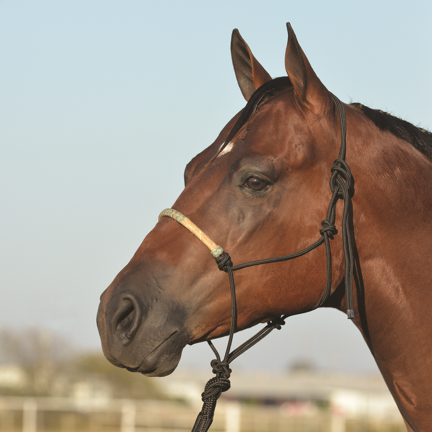 Classic Equine Braided Rawhide Rope Halter