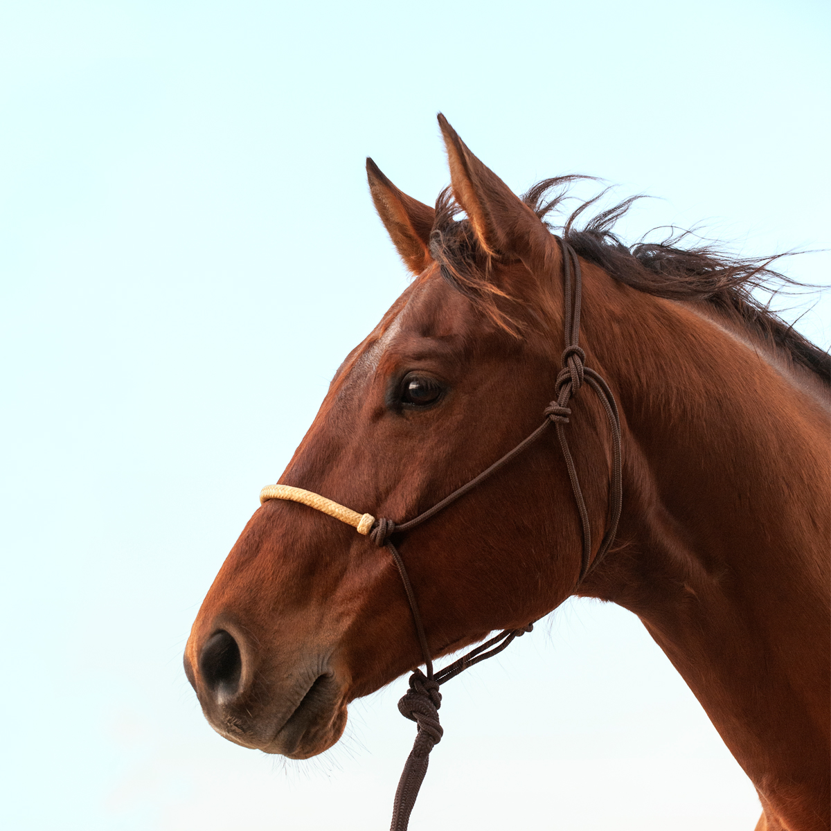 Classic Equine Braided Rawhide Rope Halter