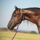Classic Equine Rope Halter with 9-foot Leadrope