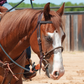 Martin Saddlery Single Rope Noseband